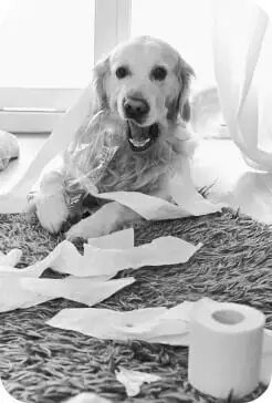 Cão antes do treinamento