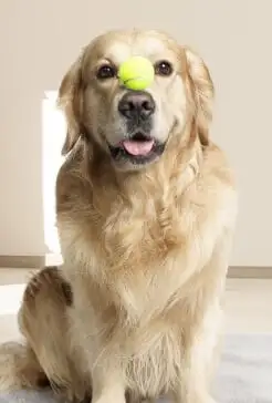 Cão depois do treinamento