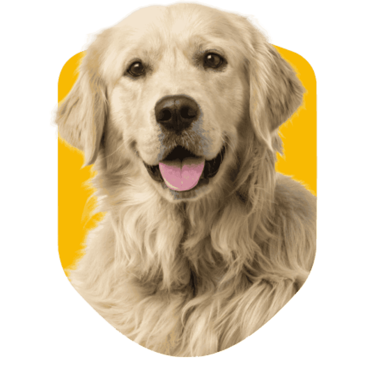 Cão feliz e treinado